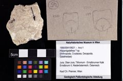 Foto (Objket + Etiketten) von Hispanigalathea ? sp. 